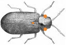 Croust beetle