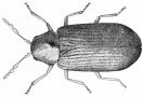 Woodworm beetle
