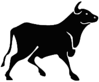 Bull going towards cow
