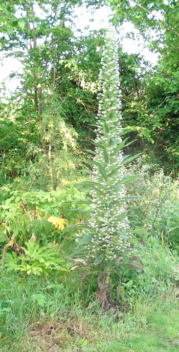 Mexican pillar plant, Hayle