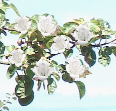 Close-up of pasty tree flowers